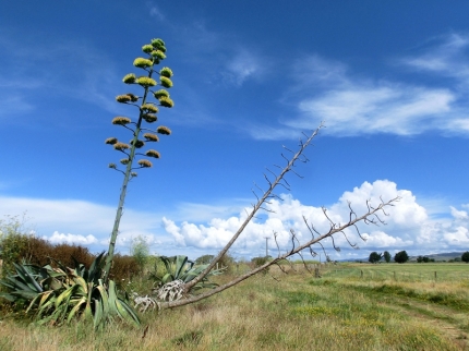 whiteisland (03)